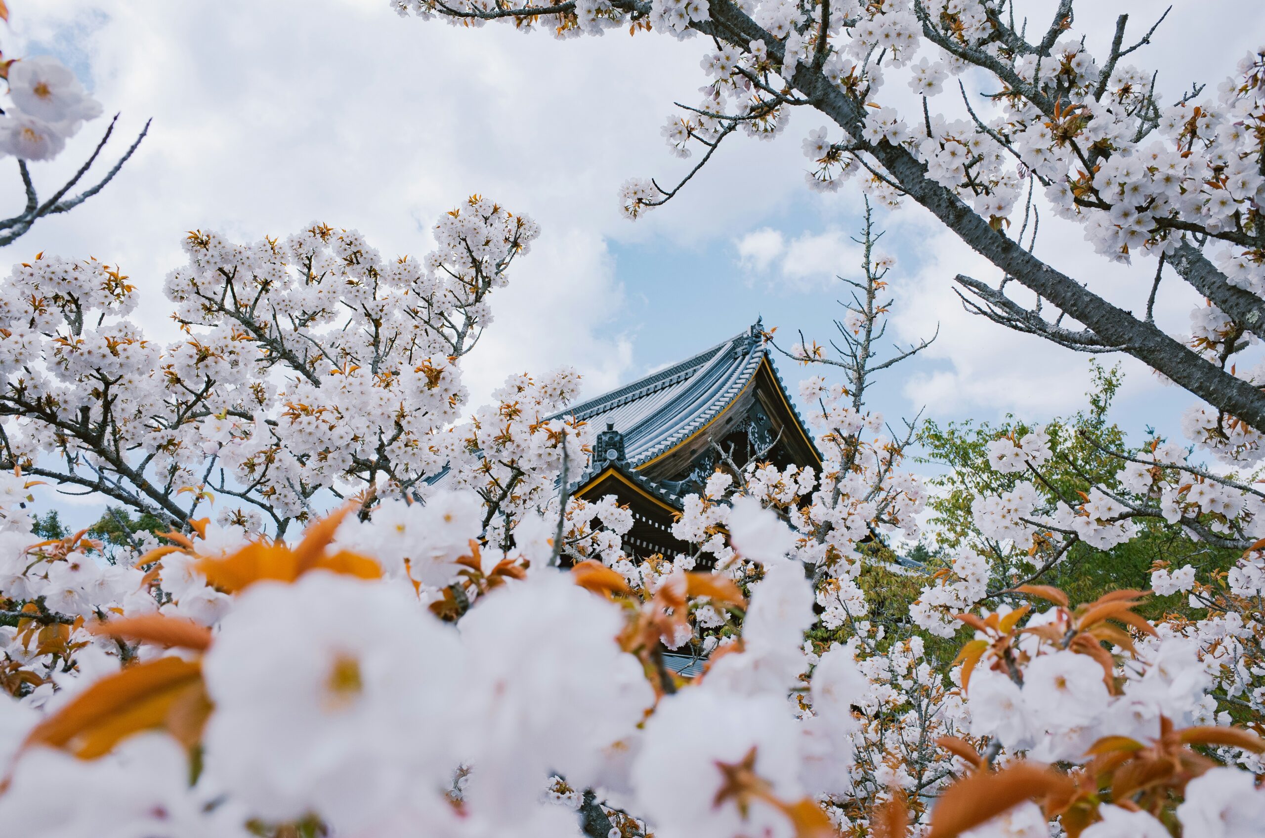 桜と日本の寺社