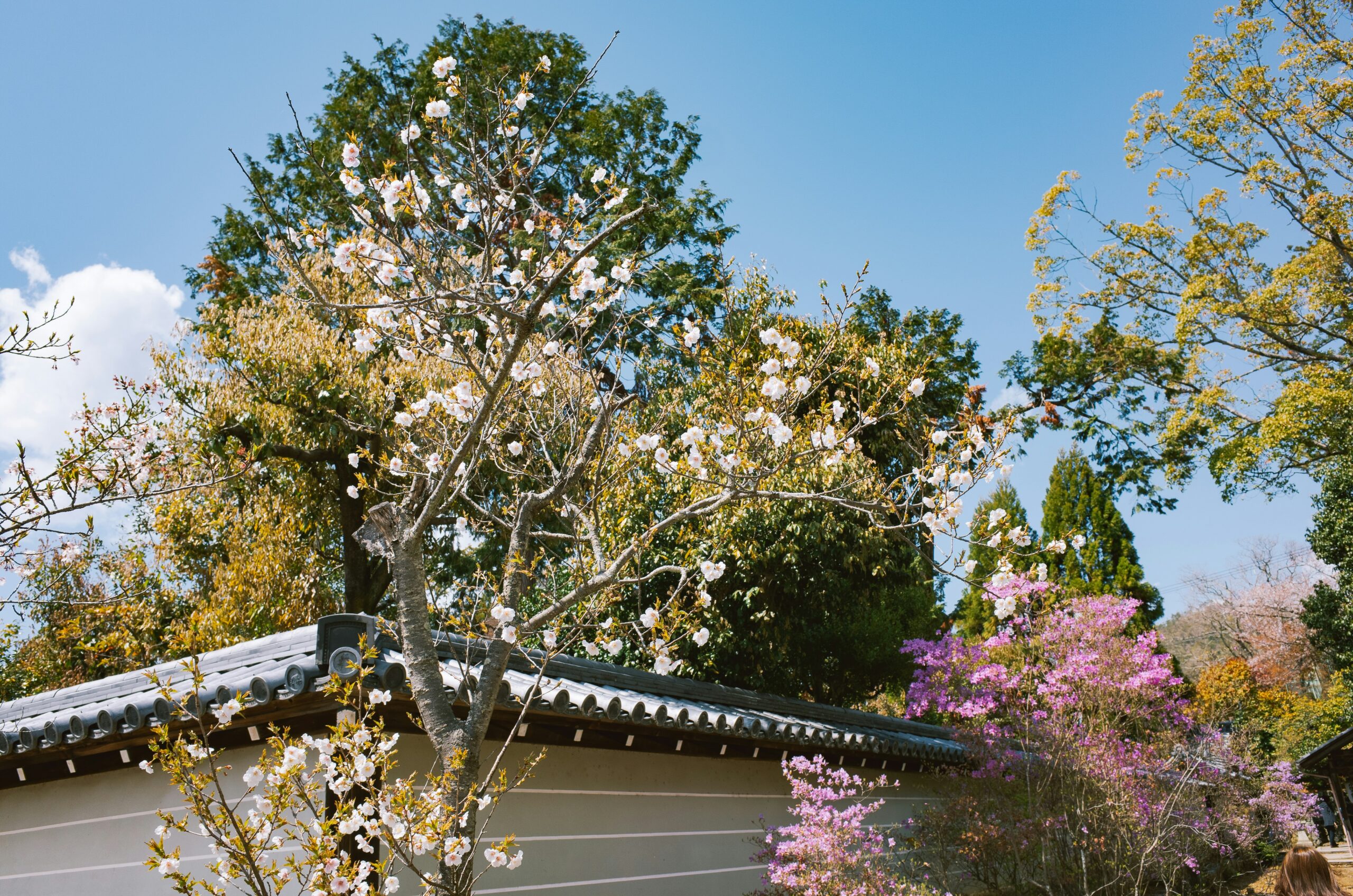 満開の桜